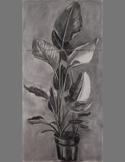Charcoal on paper, 80 cm x 170 cm
